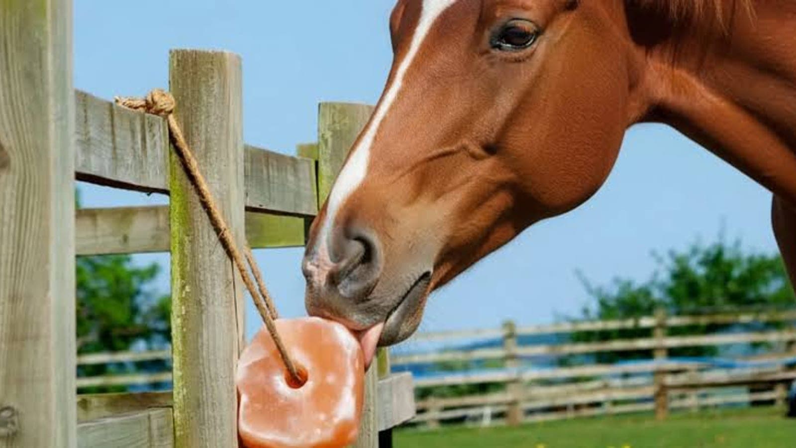 Animal Nutrition & Livestock